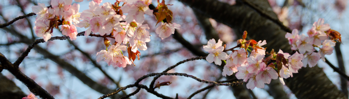 Sakura in full bloom 202000006