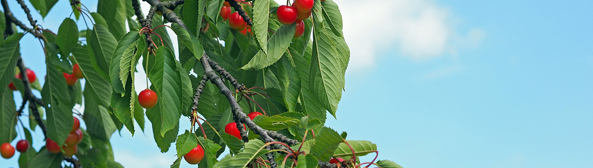 Cherries 1495043 1920